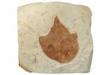 Fossil Sycamore Leaf (Platanites) - Montana #196791-1